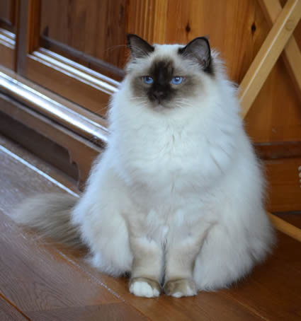 Bunty